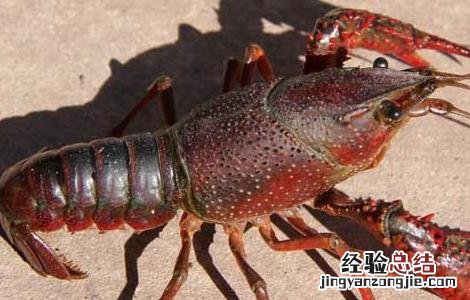 龙虾的生活特点 小龙虾的生活习性
