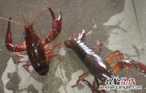 龙虾的生活特点 小龙虾的生活习性