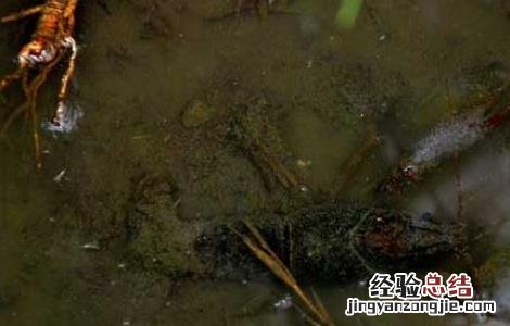 龙虾的生活特点 小龙虾的生活习性