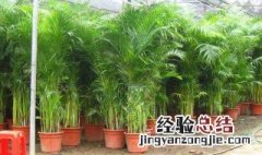 凤尾竹的来历 有关凤尾竹的三个传说