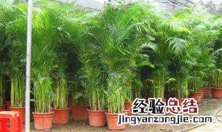 凤尾竹的来历 有关凤尾竹的三个传说