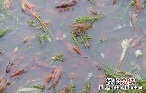 小龙虾养殖关键技术 小龙虾的人工养殖技术