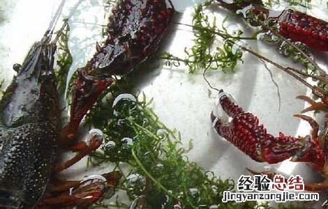 小龙虾养殖关键技术 小龙虾的人工养殖技术