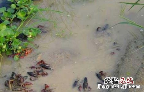 小龙虾养殖关键技术 小龙虾的人工养殖技术