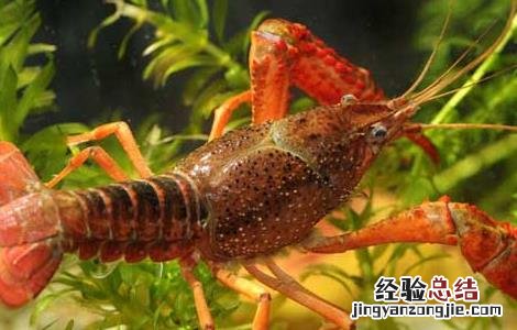 小龙虾养殖关键技术 小龙虾的人工养殖技术