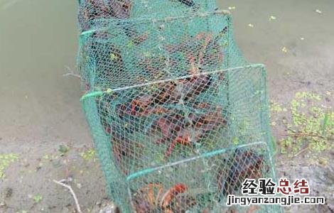 培育虾苗技术资料 稚虾培育技术