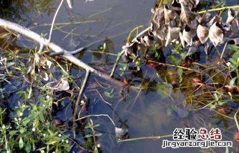 龙虾养殖场地建设 龙虾养殖场地建设要求