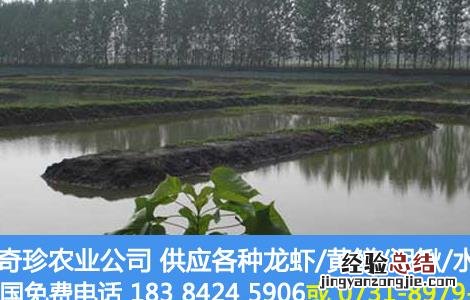 龙虾养殖场地建设 龙虾养殖场地建设要求