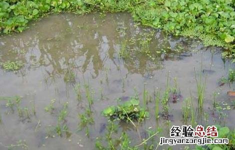 龙虾养殖场地建设 龙虾养殖场地建设要求