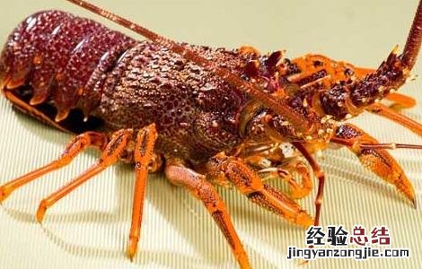 龙虾的生物特征有哪些 龙虾的生物特征