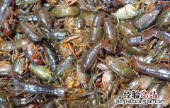 淡水龙虾放养注意问题 淡水龙虾放养注意问题