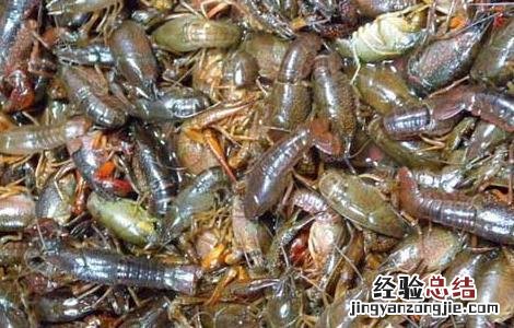 淡水龙虾放养注意问题 淡水龙虾放养注意问题