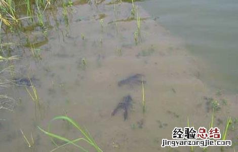 淡水龙虾放养注意问题 淡水龙虾放养注意问题
