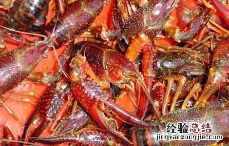淡水龙虾放养注意问题 淡水龙虾放养注意问题