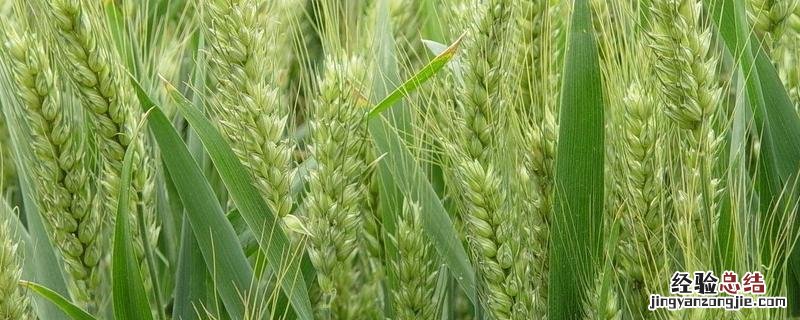 中麦578特征，附简介 中麦578缺点