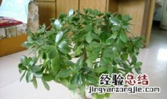 玉树放在卧室有毒吗 如何养护