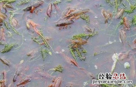 龙虾养殖池消毒方法视频 龙虾养殖池消毒方法