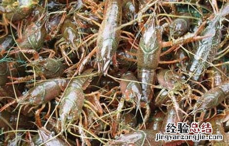 小龙虾的饲料 淡水小龙虾饲料种类