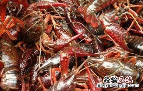 小龙虾的饲料 淡水小龙虾饲料种类