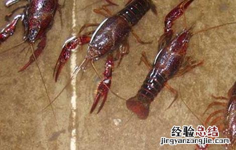 小龙虾的饲料 淡水小龙虾饲料种类