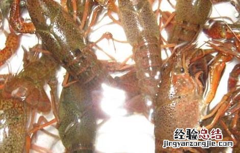 小龙虾的饲料 淡水小龙虾饲料种类