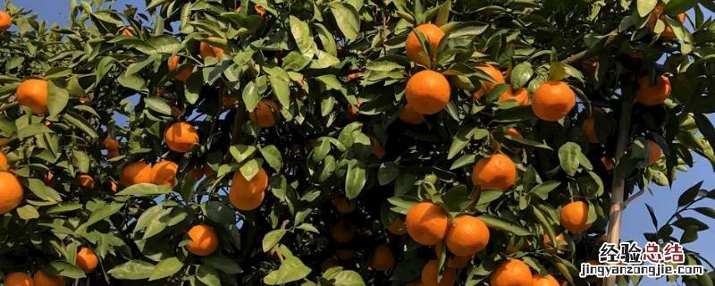 橘子冬天能放多久会腐烂 橘子冬天能放多久