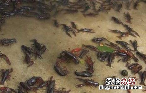 小龙虾的养殖前景如何? 小龙虾的养殖前景