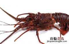 龙虾养殖周期需要做什么 龙虾养殖时间周期