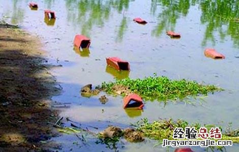龙虾稻田养殖条件怎么样 龙虾稻田养殖条件