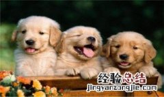 养宠物的好处 养宠物的好处英语作文