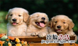 养宠物的好处 养宠物的好处英语作文
