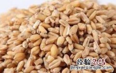 浮小麦的功效与作用吃法大全 浮小麦的功效与作用及食用方法