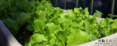 泡沫盒子能种菜吗 泡沫箱子可以种蔬菜吗