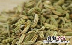 小茴香的功效与作用 小茴香的功效与作用禁忌及食用方法