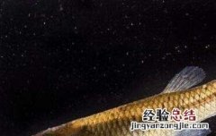 山花鱼的功效与作用 山花鱼的功效与作用
