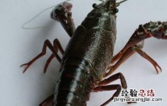 小龙虾的饲喂技术 小龙虾喂养方法