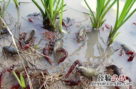 龙虾亲虾选择技术 龙虾亲虾选择技术有哪些