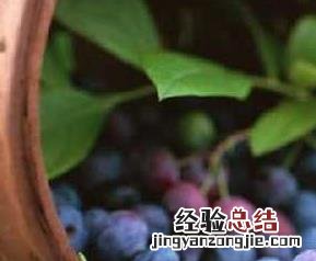 什么是花青素,它的功效是什么 什么是花青素