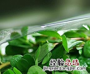 野苋菜的功效与作用与主治 野苋菜的功效与作用