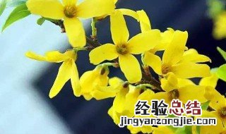 迎春花的样子描写 怎么描写迎春花