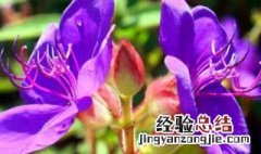 野牡丹的花 野牡丹的传说