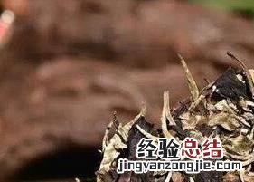 白茶籽的功效与作用及禁忌 白茶籽的作用和功效