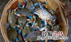 螃蟹英文怎么读 螃蟹英文读什么