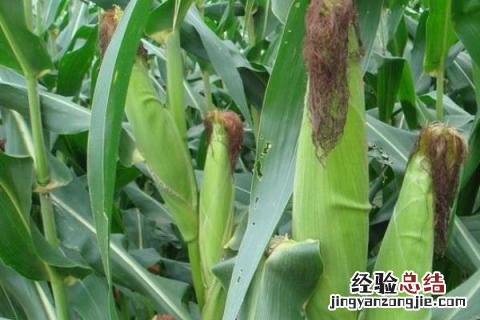 协玉506玉米品种介绍 协玉306玉米品种介绍
