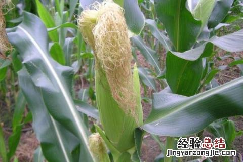 协玉506玉米品种介绍 协玉306玉米品种介绍