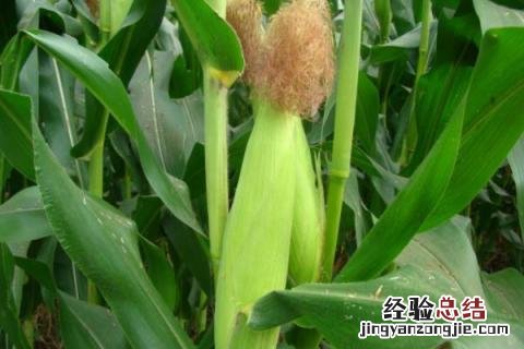 协玉506玉米品种介绍 协玉306玉米品种介绍