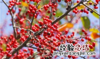 相思豆怎么种植方法 相思豆怎么种