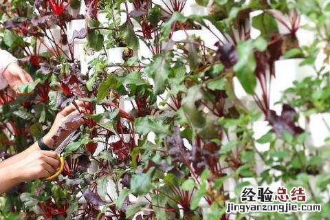 国家扶贫创业项目农村 农村创业扶贫项目有哪些