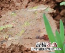 洋葱发芽了可以吃吗有毒吗 洋葱发芽了可以吃吗