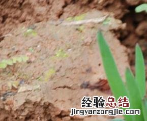 洋葱发芽了可以吃吗有毒吗 洋葱发芽了可以吃吗